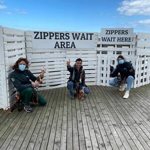 Zip Holland B.V. image 1