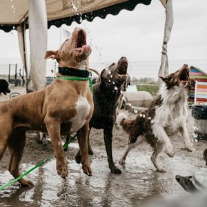 Daisy's Doggy Daycare image 1