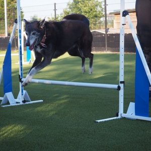Daisy's Doggy Daycare image 2