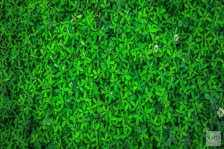 Operatie Steenbreek: Tegels eruit, planten erin