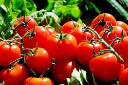 Tomatenvirus gevonden bij zes telers in Westland