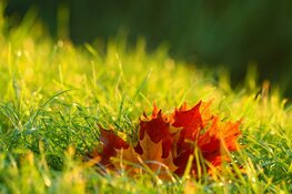 Herfst begint rustig, later in de week weersverandering