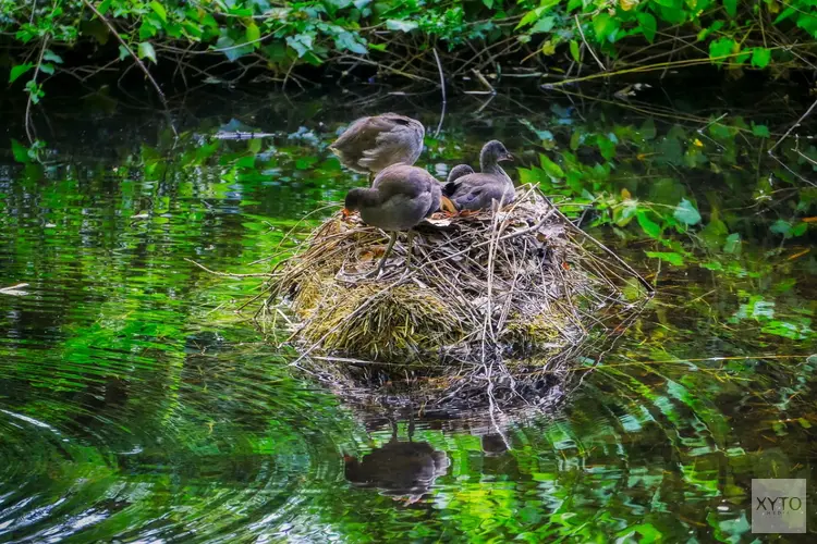 Bescherming van dieren en planten tijdens broedseizoen