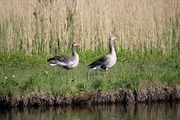 Ganzenbeheer Zuid-Holland kan deels doorgaan