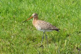 Provincie Zuid-Holland investeert in verbeteren van leefgebied Boerenlandvogels