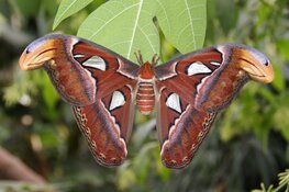 Na maanden verbouwen is Vlindorado ruimer en grootser dan ooit