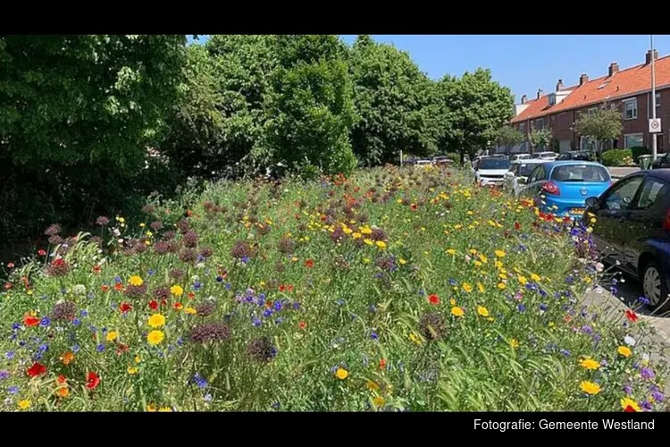 Van bloemrijk tot altijd kort: zo maaien wij