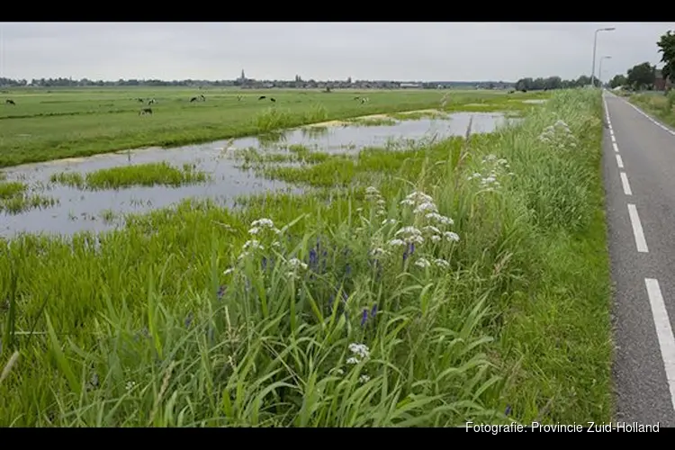 Bermgras krijgt tweede leven in Zuid-Holland: van afval tot bouwmateriaal