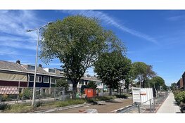Bomenkap Oudelandstraat nodig door iepziekte