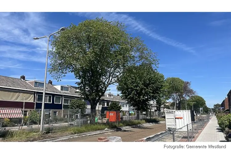 Bomenkap Oudelandstraat nodig door iepziekte