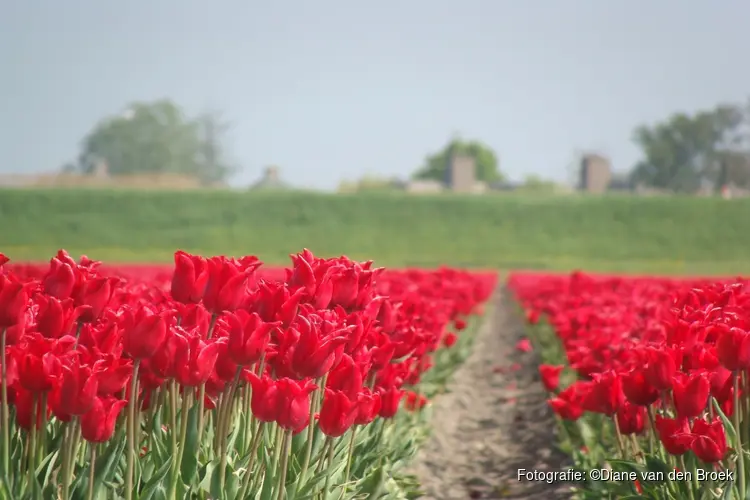 Tuinbouw van Waarde: provincie Zuid-Holland presenteert Tuinbouwvisie 2050 voor een sterke en duurzame sector